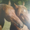 Photo de Apache