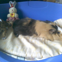 Photo de profil de Choko