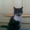 Photo de Misty
