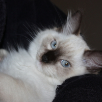 Photo de profil de Gaïa
