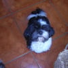 Photo de Duchesse
