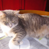 Photo de Opaline