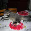 Photo de Fastoche