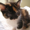 Photo de Noisette