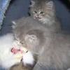 Photo de 3chatons persans