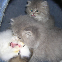 Photo de profil de 3chatons persans