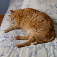 Photo de profil de Gaston