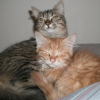 Photo de Minette
