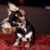 Photo de Akina