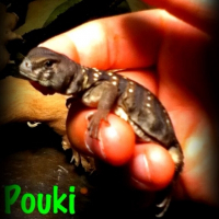 Photo de profil de Pouki