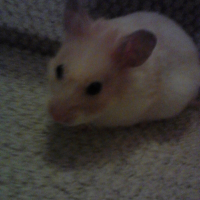 Photo de profil de Honey