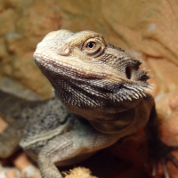 Photo de profil de Edwina