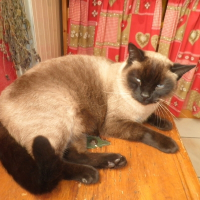 Photo de profil de Nestor