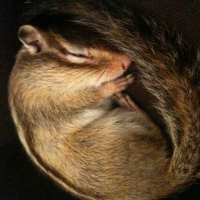 Photo de profil de Susu