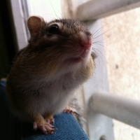 Photo de profil de Pandora