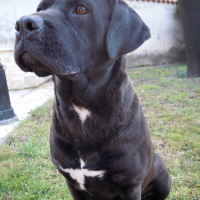 Photo de profil de Cerise