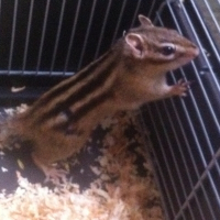 Photo de profil de Zigoto