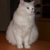 Photo de Tia