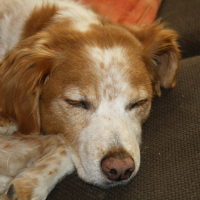 Photo de profil de Yelba