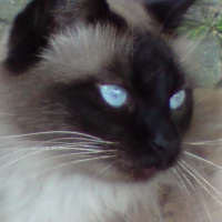 Photo de profil de Bouba