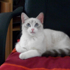 Photo de Nougat