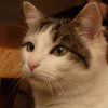 Photo de Miou