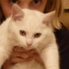 Photo de Yoda