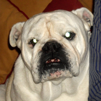 Photo de profil de Babou