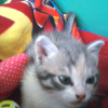 Photo de Moukil