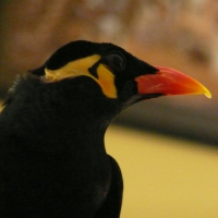 Photo de profil de Mani