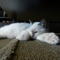 Photo de profil de Fédor