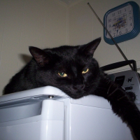 Photo de profil de Charlot
