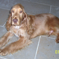Photo de profil de Golden eyes dit 