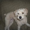 Photo de Tobby