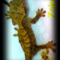 Photo de profil de Zoko
