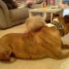 Photo de Tyson, American Staffordshire Terrier