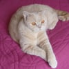 Photo de Canelle, British Shorthair