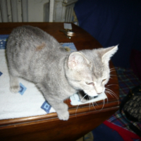 Photo de profil de Littel fidji