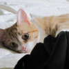 Photo de Fantana