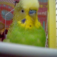 Photo de profil de Coco