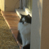 Photo de Noisette, Angora Turc