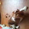 Photo de Cookies, Cavalier King Charles Spaniel