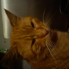 Photo de Garfield :)