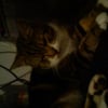Photo de Grizouille, Maine Coon