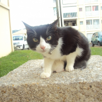 Photo de profil de Nao