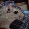 Photo de Bubble
