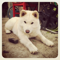 Photo de profil de Lupa