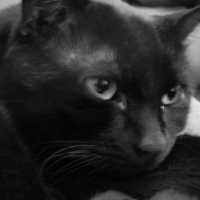 Photo de profil de Chino