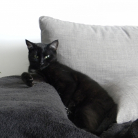Photo de profil de Kacou