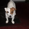 Photo de Flip
